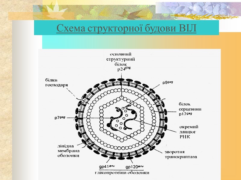 Схема структорної будови ВІЛ